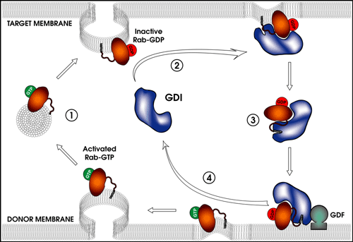 Rab-GDI cycle