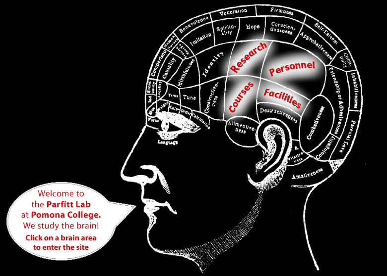 Phrenology brain map