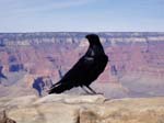 Day1-The-Crow-and-the-Grand-Canyon