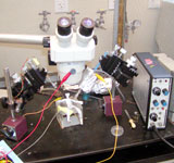 Microscope with electrodes and micromanipulators