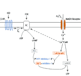 The Cyclic AMP pathway "gates" early LTP